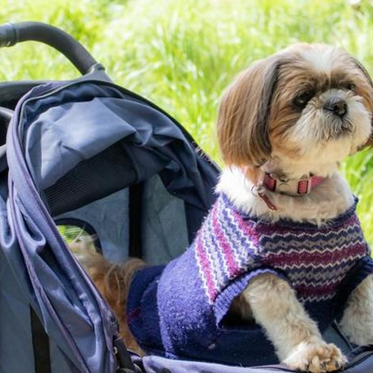 老犬 シニア犬 に散歩は必要 立ち止まる 歩かない理由をドッグトレーナーが解説 ペトコト