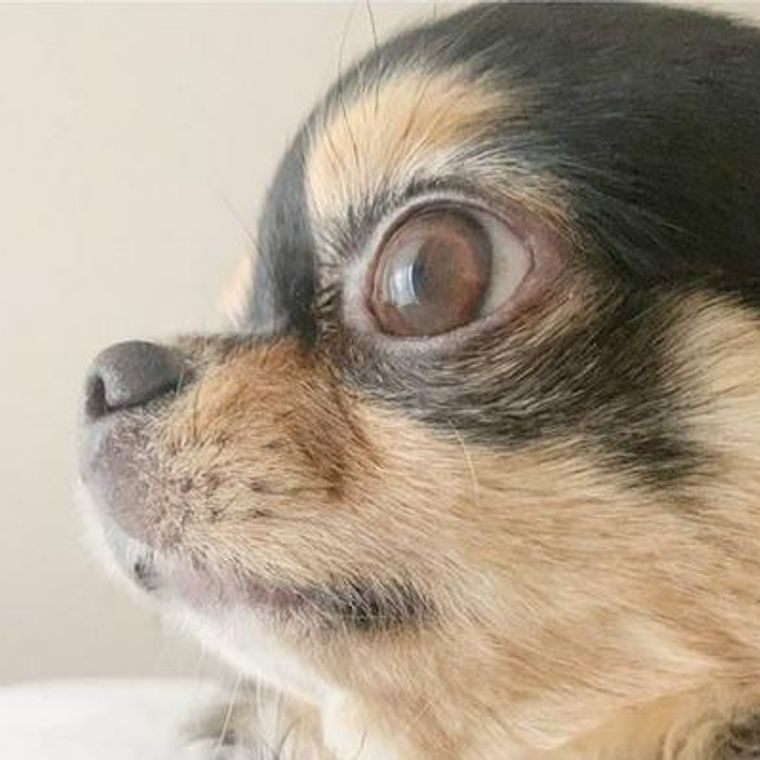 犬が嫌いな音やその周波数とは 克服法をドッグトレーナーが解説 ペトコト