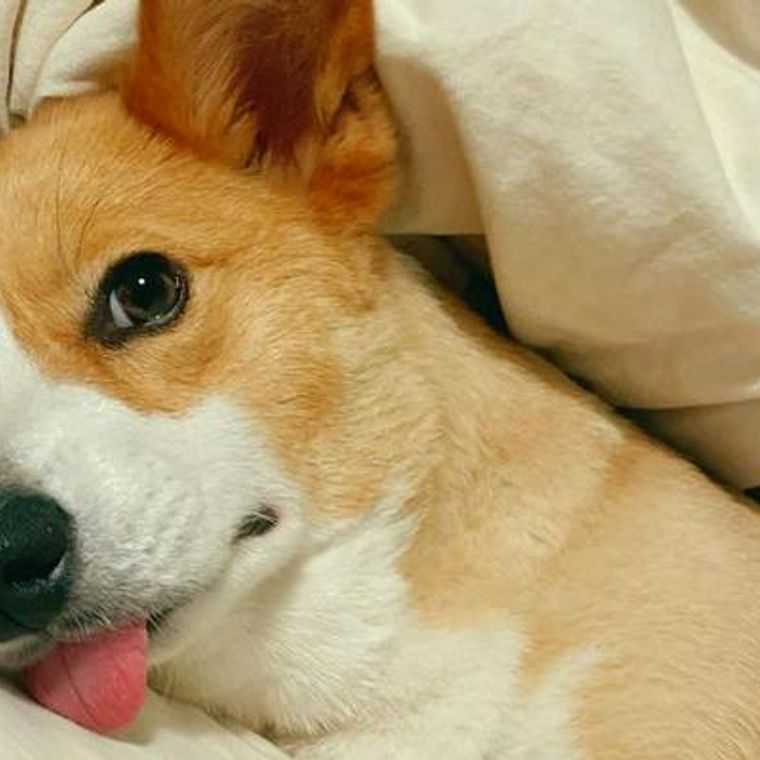 犬にも反抗期がある 反抗期時に見られる行動や対処法をドッグトレーナーが解説 ペトコト