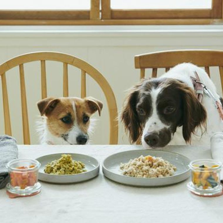 食物繊維の働きと犬の必要量｜摂りすぎのリスクや腸に良い食べ物を栄養管理士が解説 | ペトコト