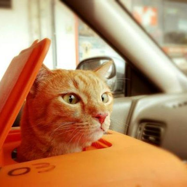 猫を車に乗せても大丈夫 長時間乗せる場合や移動時のストレスなどを解説 ペトコト