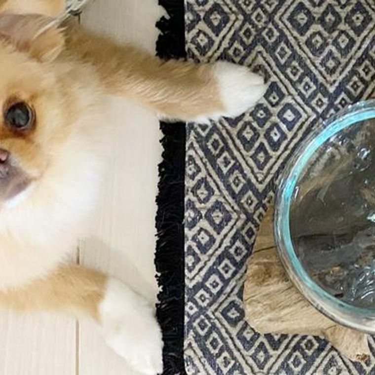 犬の給水 水飲み器おすすめ10選 おしゃれなスタンド型やお散歩時にも便利な携帯用など ペトコト