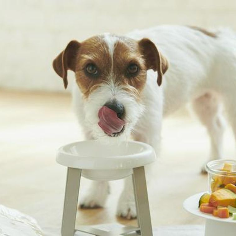 犬のカルシウム必要量と過剰摂取のリスクを栄養管理士が解説 ペトコト