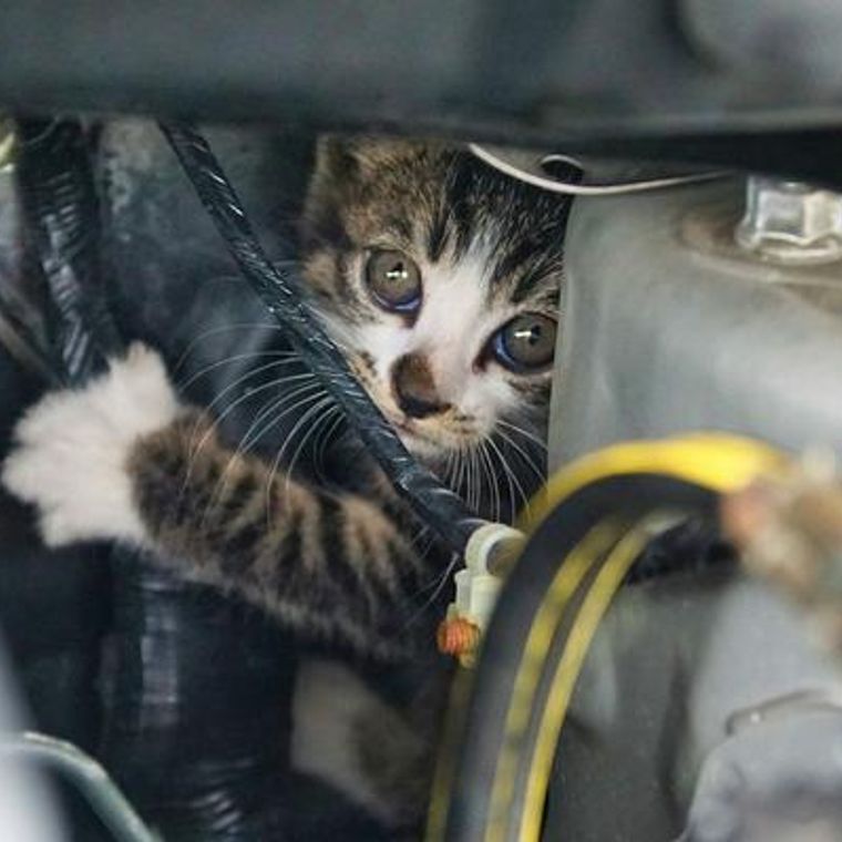 車に乗る前の新常識 猫バンバン 猫の命を守るために当たり前の習慣へ ペトコト