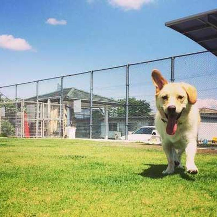 熊本県のおすすめドッグカフェ 犬同伴okレストラン ペトコト