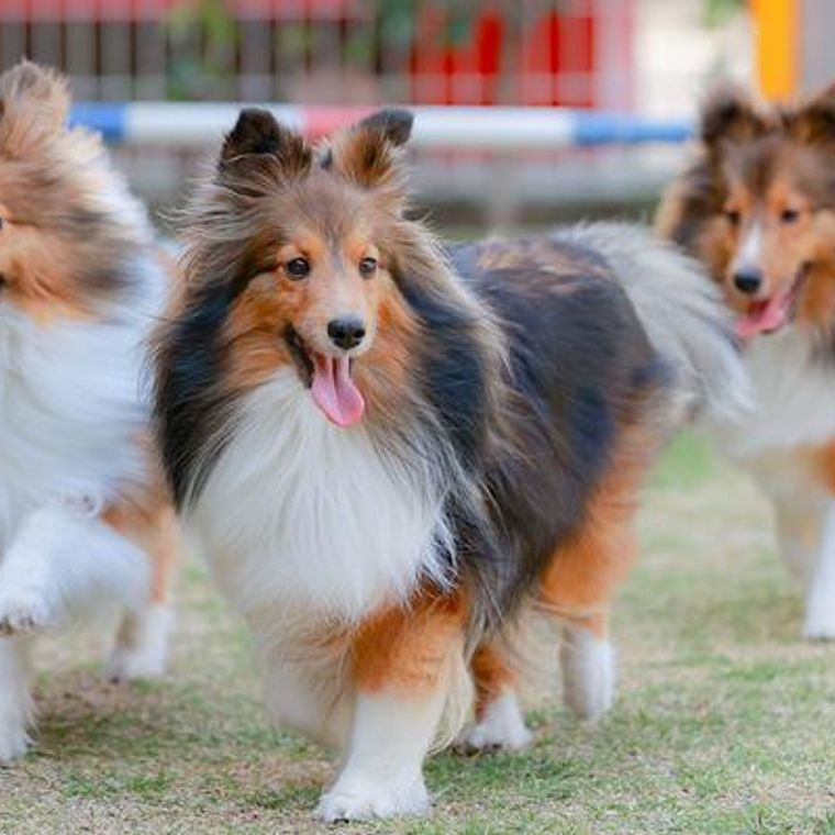 犬の交配 方法から成功確率 料金 補助の仕方 個人繁殖のリスクなどを解説 獣医師監修 ペトコト