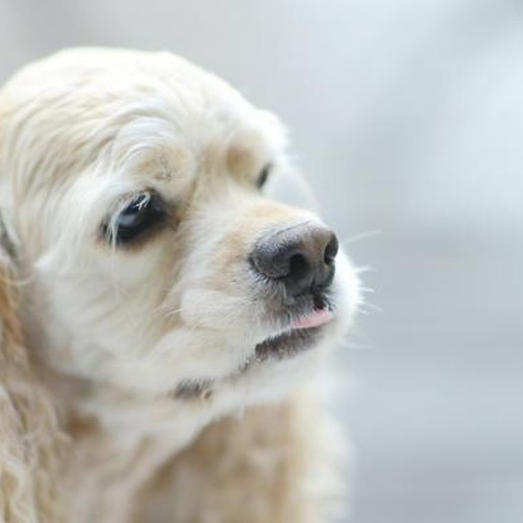 犬の鼻づまり 緊急度の高い症状やいびき くしゃみの原因を獣医師が解説 ペトコト
