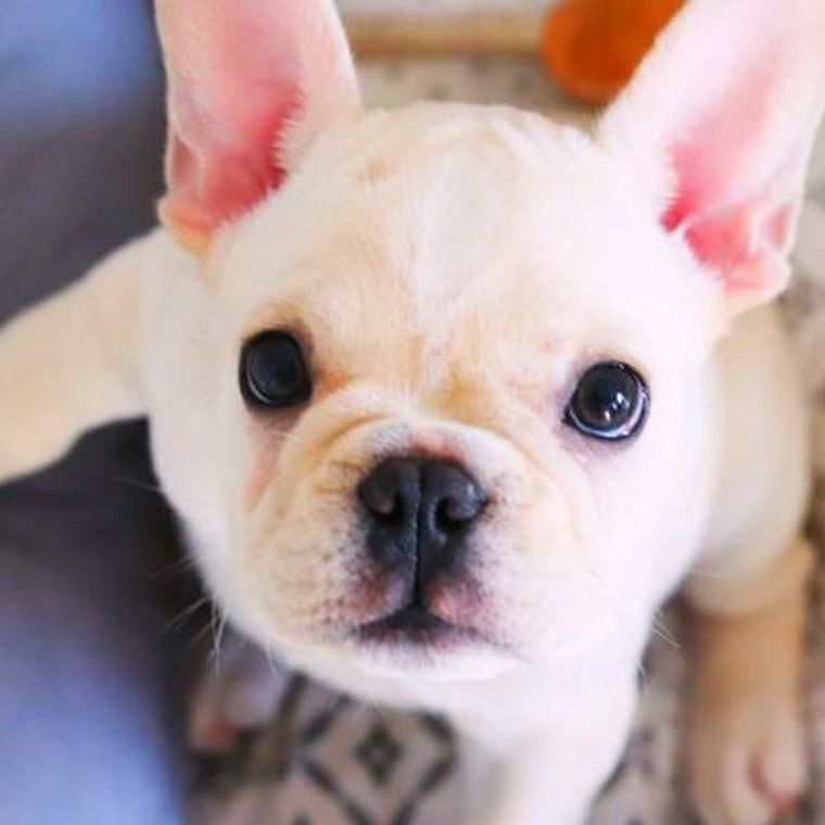 犬にもほくろができる 注意したい黒い点や見つけたときの対処法を獣医師が解説 ペトコト