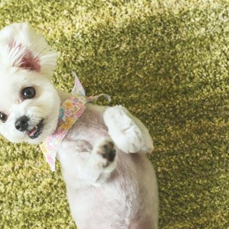 犬の歯が抜ける場合の原因や生え替わり時の問題を歯科担当獣医師が解説 ペトコト