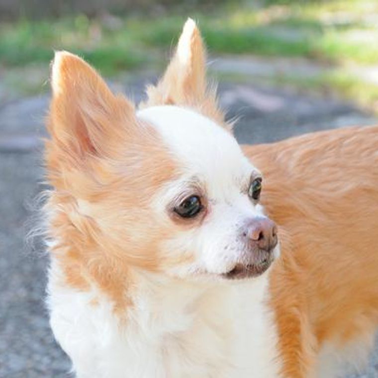 犬の心不全 症状や原因 治療法を獣医師が解説 ペトコト