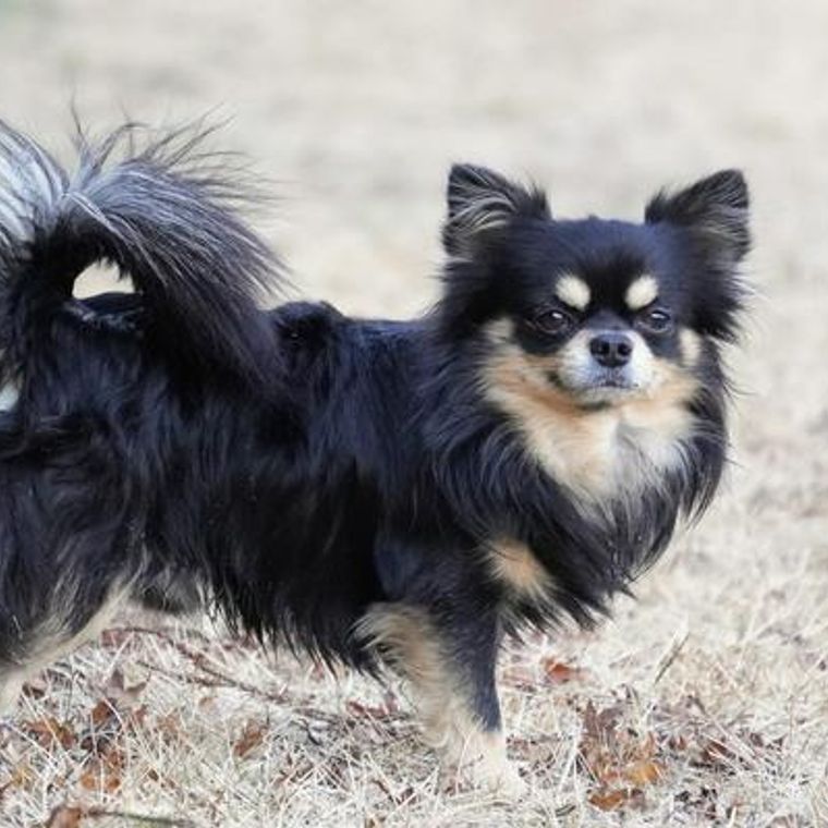 犬の水頭症 症状や見分け方 手術費用について獣医師が解説 ペトコト 犬の水頭症 症状や見分け方 手術費用について獣医師が解説 ペトコト