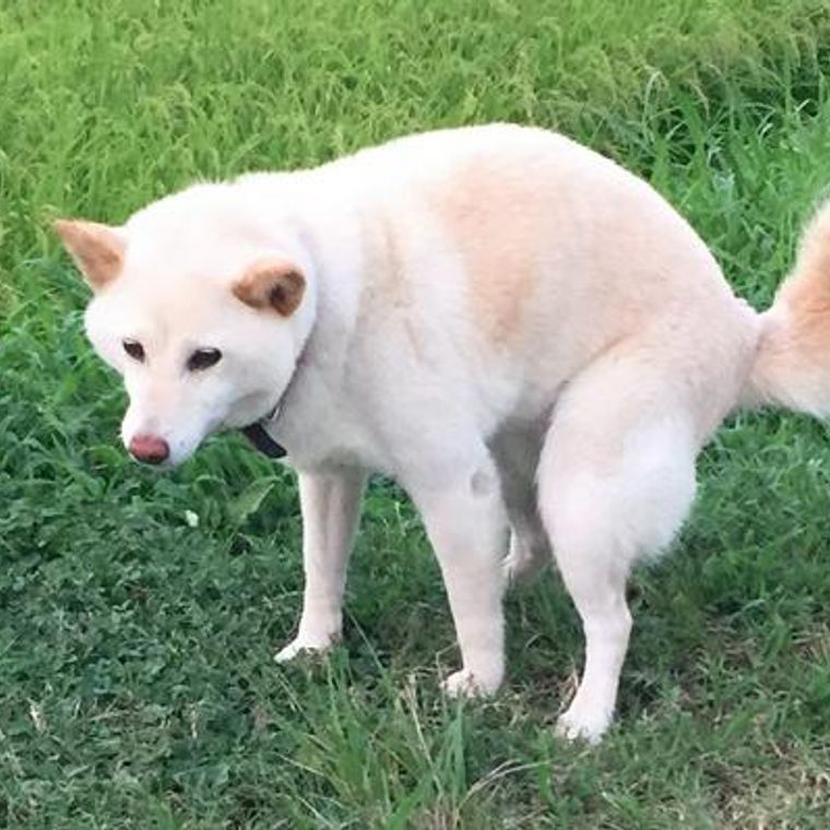 犬の血便 考えられる原因や対処法を獣医師が解説 ペトコト
