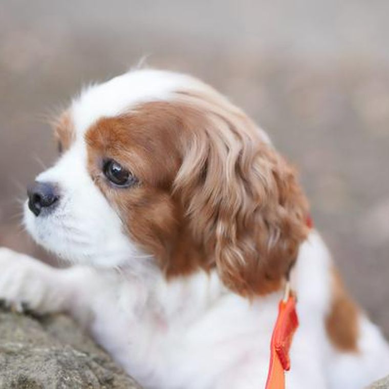 犬の肝硬変 症状や原因 食事療法など治療法を獣医師が解説 ペトコト