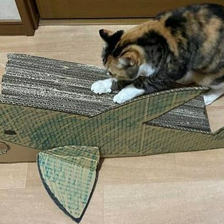 猫用爪とぎを手作りしよう！ダンボールや麻縄などで作るDIYアイデアを紹介 | ペトコト（PETOKOTO）