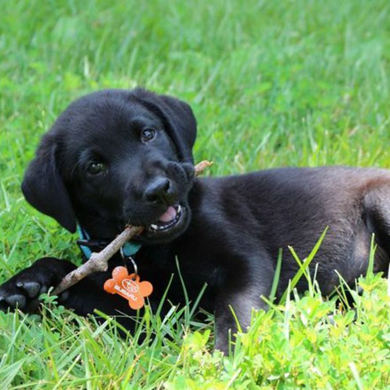 犬の股関節脱臼 原因 かかりやすい犬種 手術方法のメリット デメリットなどを整形外科担当医が解説 ペトコト