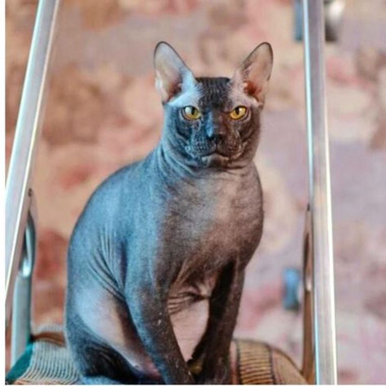 ドンスコイってどんな猫 性格や寿命 体重などの特徴 里親からの迎え方などを紹介 ペトコト