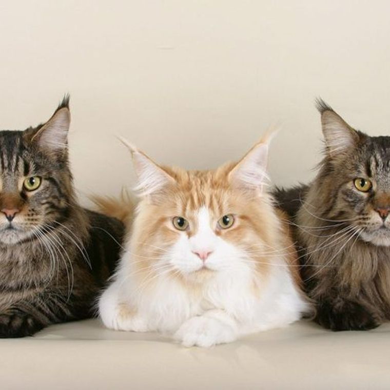 猫の長毛種にはある共通点が 代表的な種類とその魅力 お手入れの方法を紹介 ペトコト