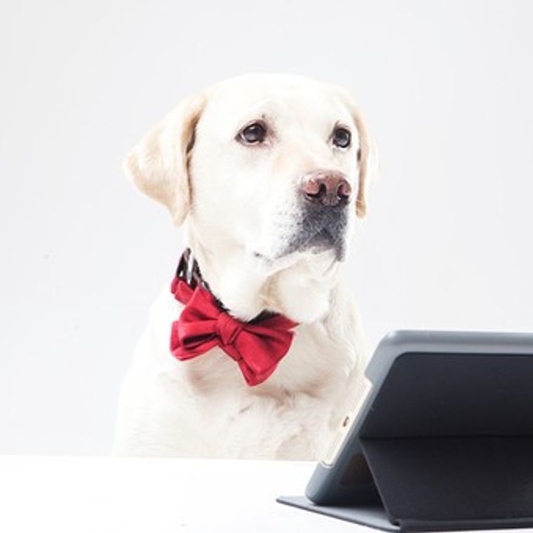 犬映画おすすめ24選 感動ものからコメディー アニメまで紹介 ペトコト