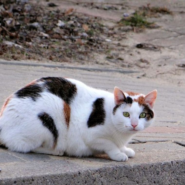 ジャパニーズボブテイルってどんな猫 性格や寿命 体重などの特徴 里親の迎え方などを紹介 ペトコト ジャパニーズボブテイルってどんな猫 性格や寿命 体重などの特徴 里親の迎え方などを紹介 ペトコト