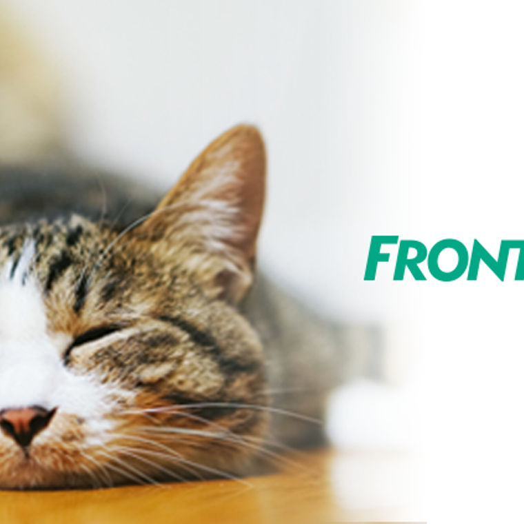 フロントライン プラスで犬も猫もノミ マダニ駆除 予防の徹底を 使い方や安全性を解説 ペトコト