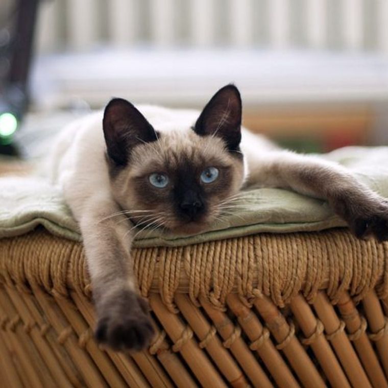 シャム猫ってどんな猫 性格や毛色 体重 寿命の特徴 里親の迎え方などを紹介 ペトコト