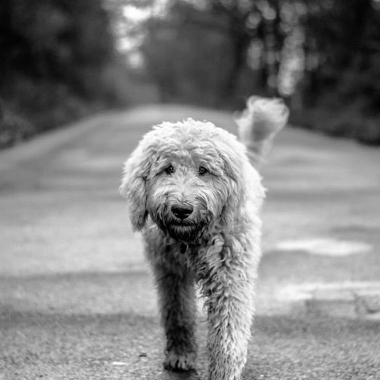 犬のリンパ腫 原因 症状 かかりやすい犬種や年齢 治療法などを腫瘍科認定医が解説 ペトコト