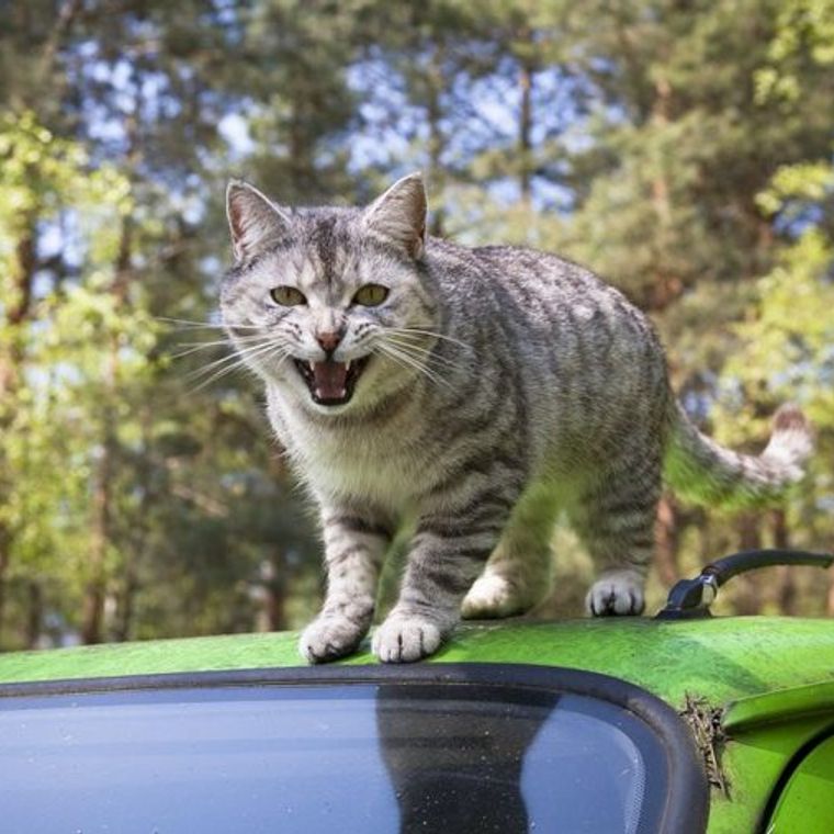 猫バンバンとは 車に乗る前の新常識 日産はかわいいステッカー配布中 ペトコト