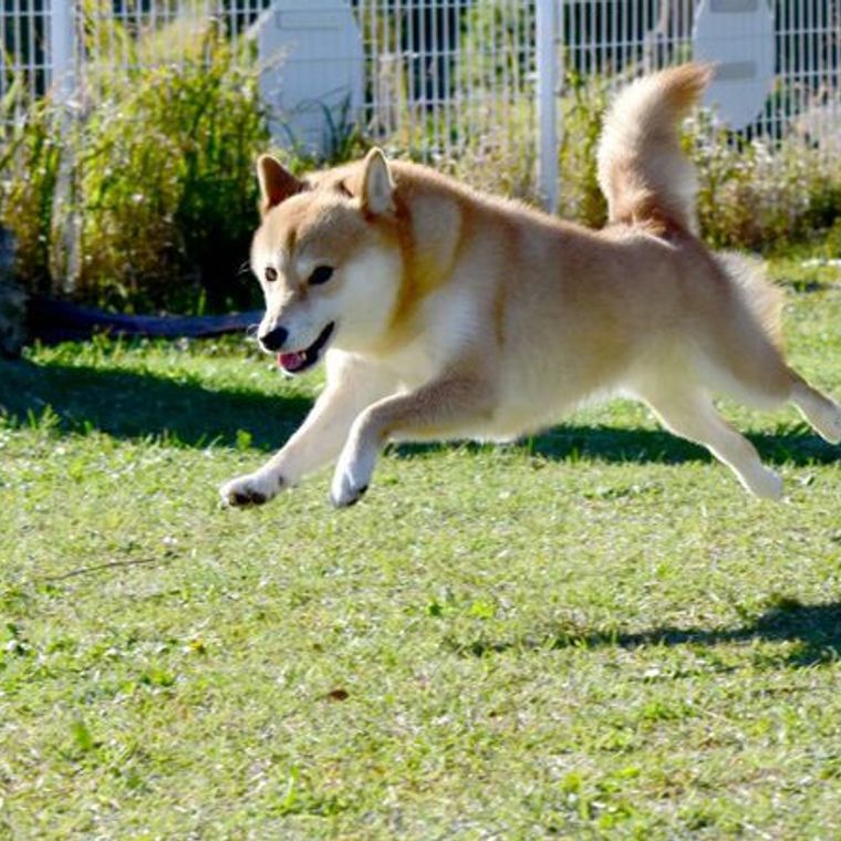 犬の心臓病 初期 末期症状 原因などについて循環器認定医獣医師が解説 ペトコト