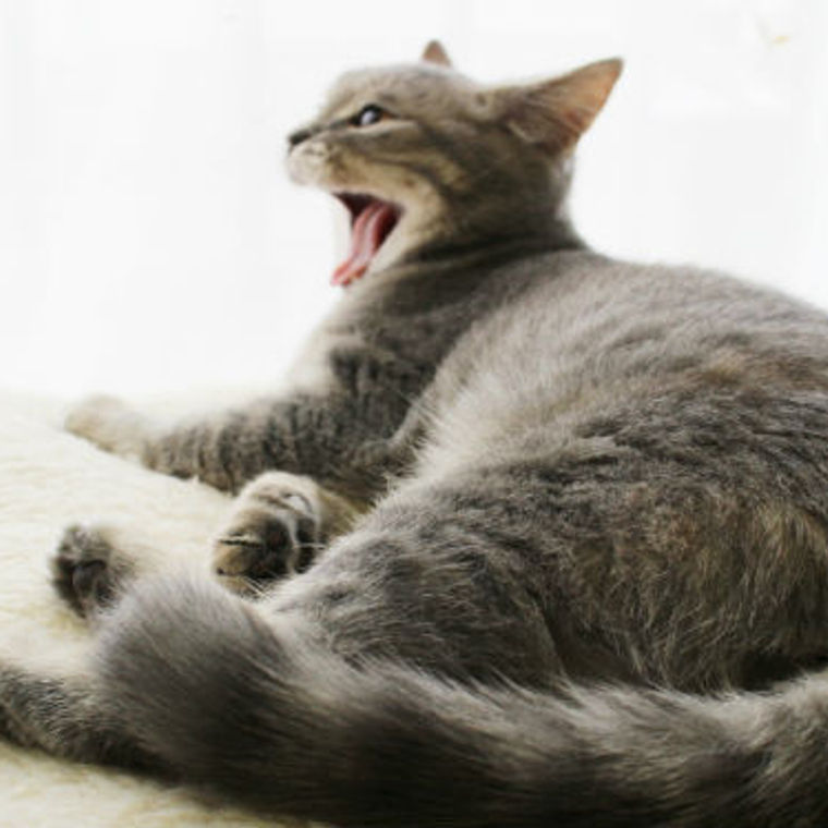 猫の肺水腫  症状・原因・治療法・予防法などを循環器認定医獣医師 