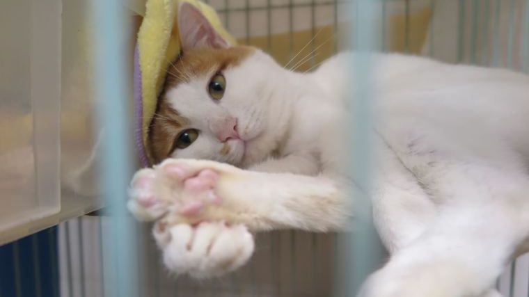 今日のデートどこ行く 動物愛護センターにしよ 16年 年間記事ランキング猫編 ペトコト