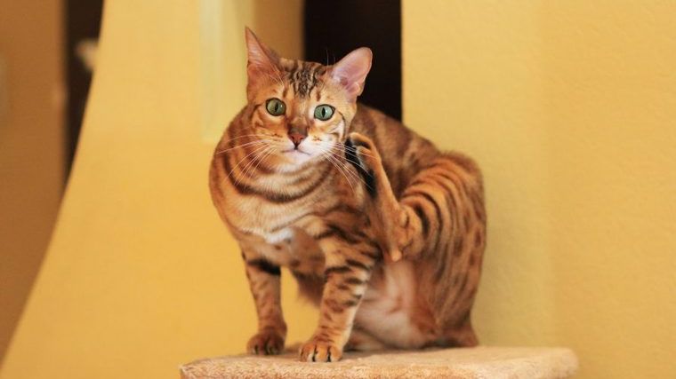 ベンガル猫ってどんな猫 性格や模様 毛色 寿命 体重の特徴 里親の迎え方などを紹介 ペトコト