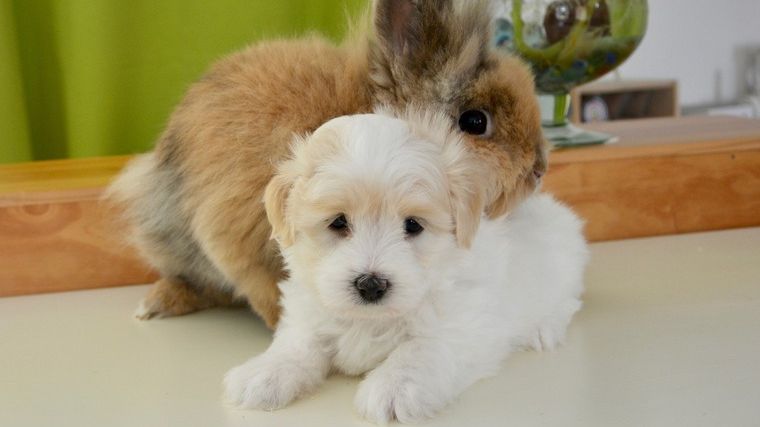 犬や猫と一緒に小動物も飼いたい 同居させるときの注意点と相性のいい動物を紹介 ペトコト