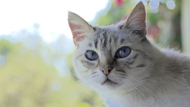 猫が掘るような行動をするのはなぜ トイレや布団 餌をホリホリする猫の気持ち ペトコト