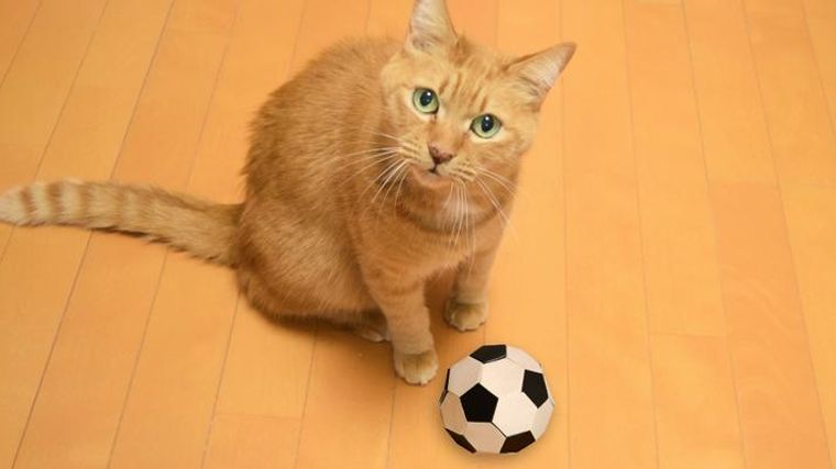 猫はボール遊びが大好き 飼い主さんに持ってくる理由やボールの選び方を紹介 ペトコト