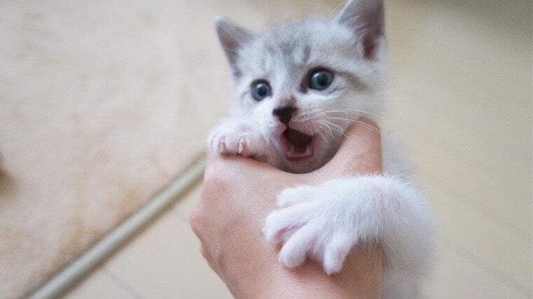 猫ひっかき病を感染症担当獣医が解説 犬の飼い主さんも要注意な人獣共通感染症 ペトコト