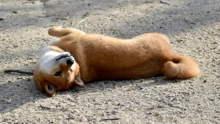 犬はミミズの匂いが好き 体をすりつけたり食べたりする理由とは ペトコト