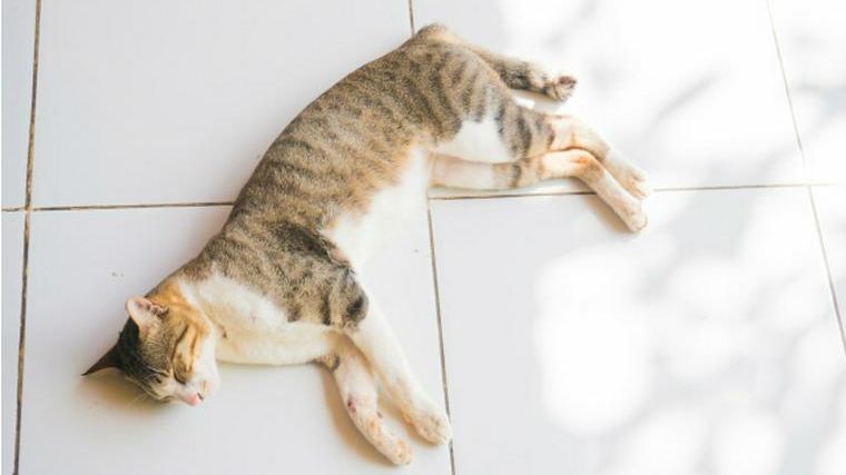 猫が血便をした場合に考えられる原因は 猫専門獣医師が症状や検査方法を解説 ペトコト