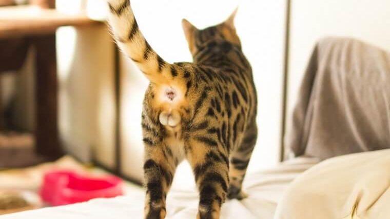 猫のおしりが臭い場合の原因や病気を獣医師が解説 膀胱炎や癌の可能性も ペトコト