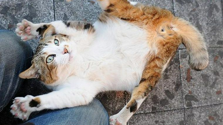 猫の歩き方がフラフラしている場合に考えられる症状や原因 応急処置や予防ケアも ペトコト