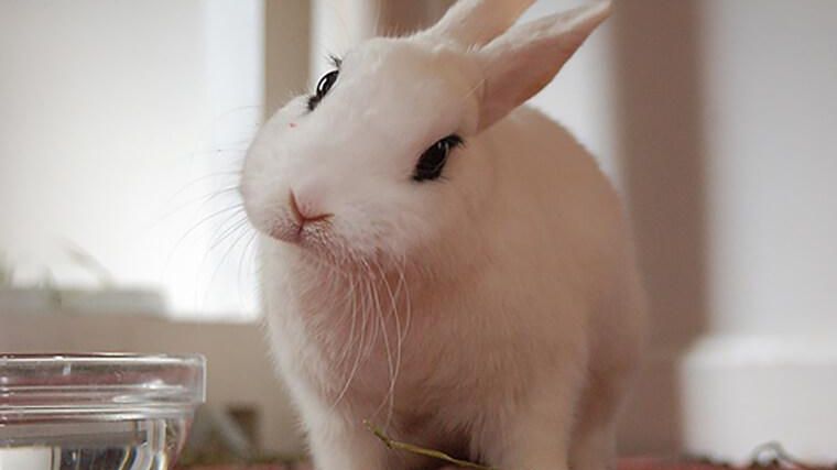 うさぎの飼い方ガイド】基礎知識から餌・トイレ・病気までまとめて解説