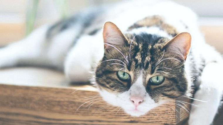 猫で大型はメインクーンだけじゃない 人気の種類や飼い方 注意点を解説 ペトコト