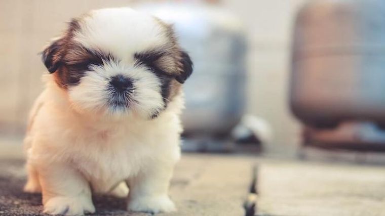 犬の血尿 原因 症状 生理との見分け方 治療法などを獣医師が解説 ペトコト