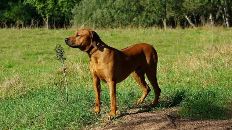 ローデシアンリッジバックの飼い方 ライオンを狩っていたアクティブな大型犬 ペトコト