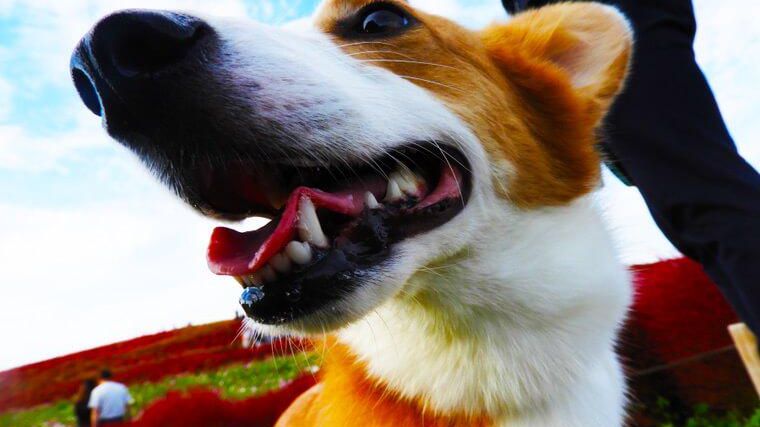 犬連れ可が嬉しい ひたち海浜公園 はネモフィラだけでなくコキアも絶景 今日のシロップ ペトコト