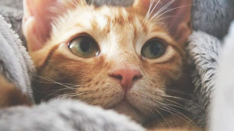 猫もやきもちを焼く 赤ちゃんや犬に嫉妬する理由や噛む場合の対処法を解説 ペトコト 猫もやきもちを焼く 赤ちゃんや犬に嫉妬する理由や噛む場合の対処法を解説 ペトコト