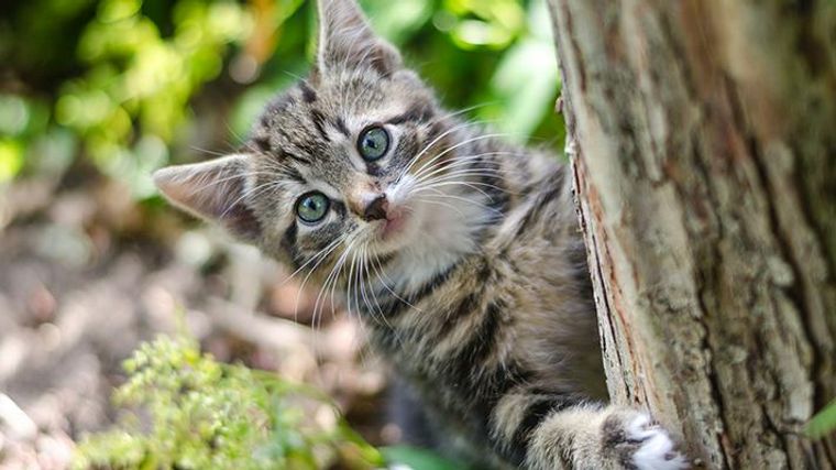 季語として表現される猫たち 春や冬の季語や猫の俳句を詠んだ俳人たちを紹介 ペトコト