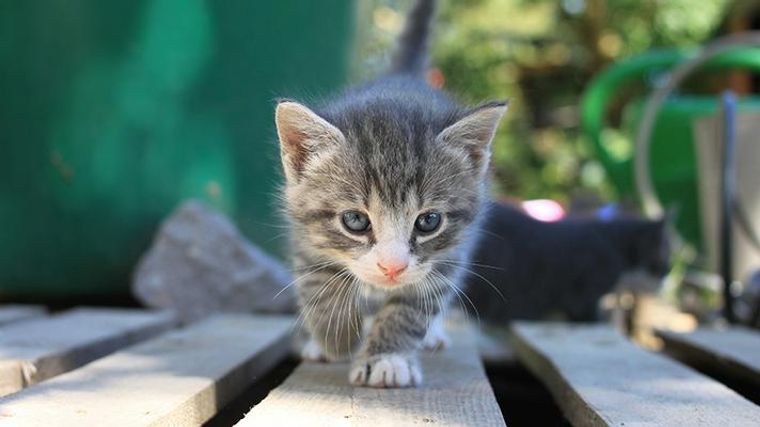 猫にとって天敵の動物10選 怪我などの危険から逃れるために完全室内飼育が大切 ペトコト