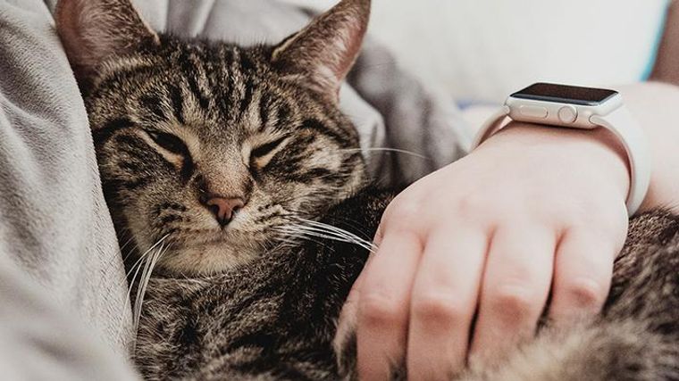 猫が赤ちゃん返りをする理由は 老猫がする場合のサインも解説 ペトコト