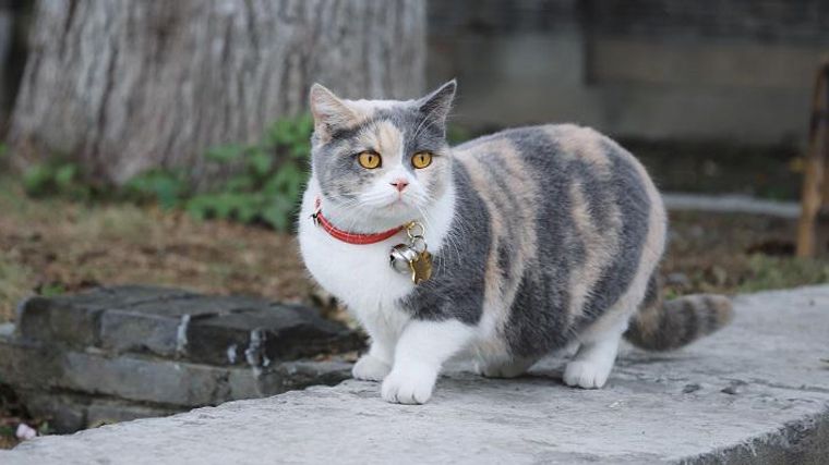 愛猫が迷子になったら 帰ってくる確率を上げる方法を解説 ペトコト