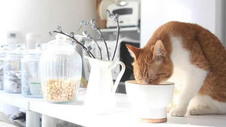 猫の水飲みおすすめ13選！高さがあるもの、おしゃれな器、自動循環式 